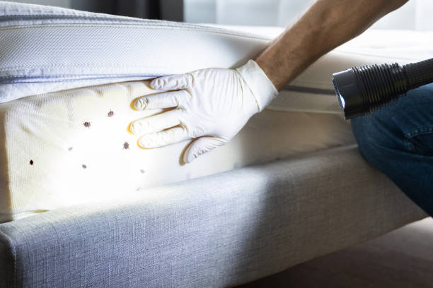 Best Rat Extermination Near Me  in Chapel Hill, NC