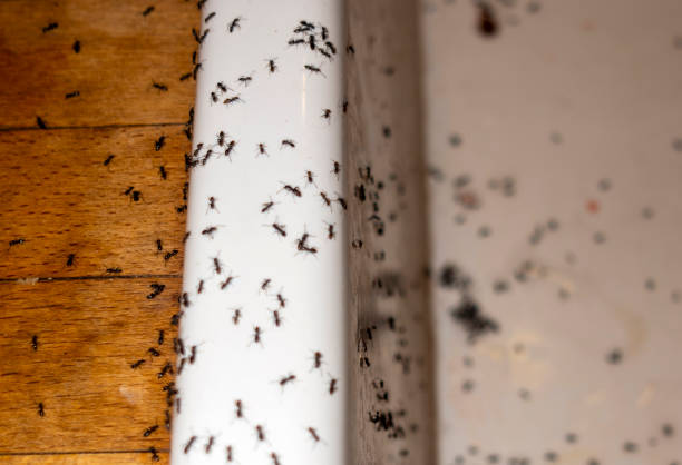 Best Exterminator Services  in Chapel Hill, NC