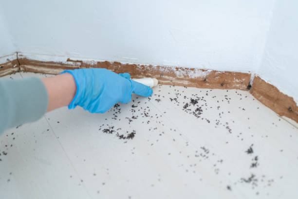 Best Pest Control Near Me  in Chapel Hill, NC