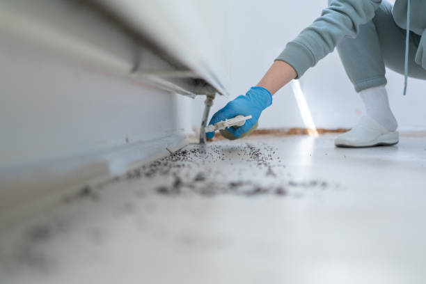 Best Spider Control Near Me  in Chapel Hill, NC